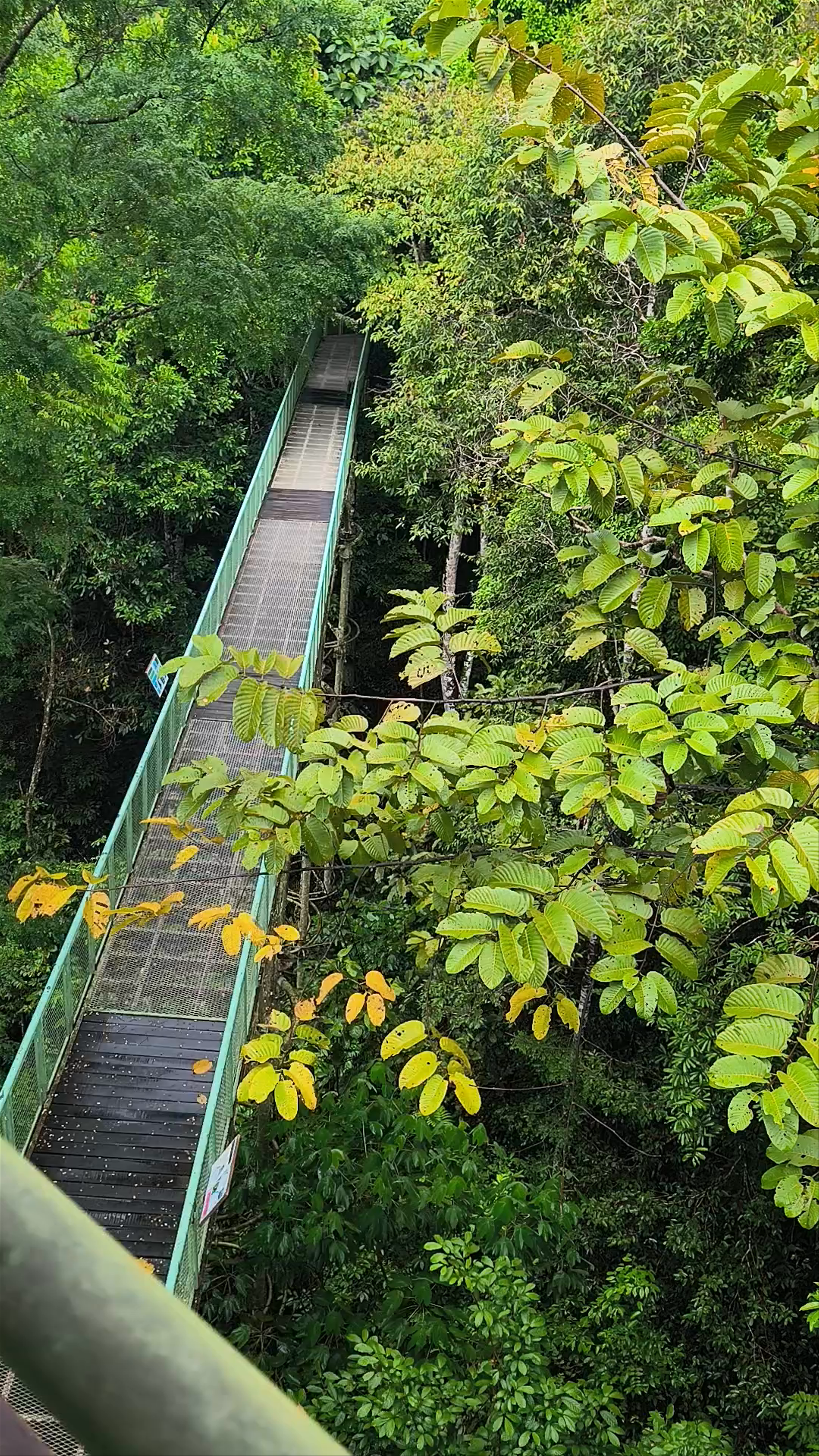 Exploring the Canopy Walk at Rainforest Discovery Centre, Sandakan