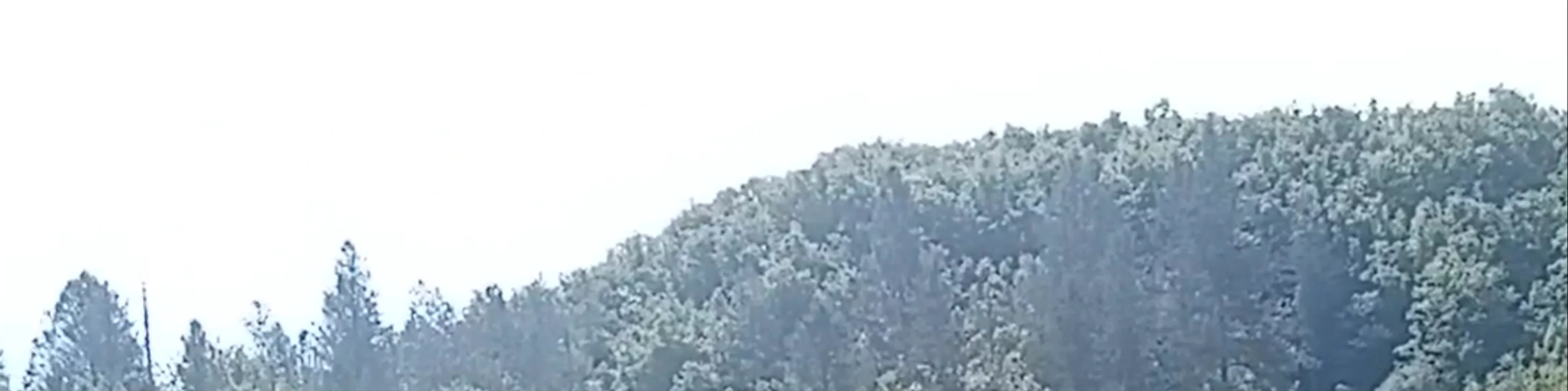 Plakidas Bridge