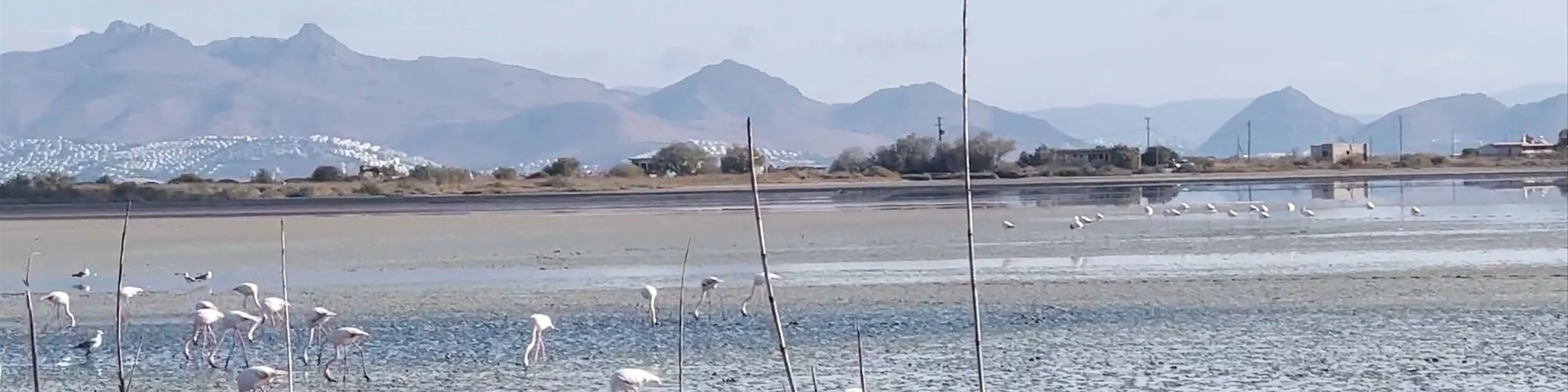 Alikes Salt Lake