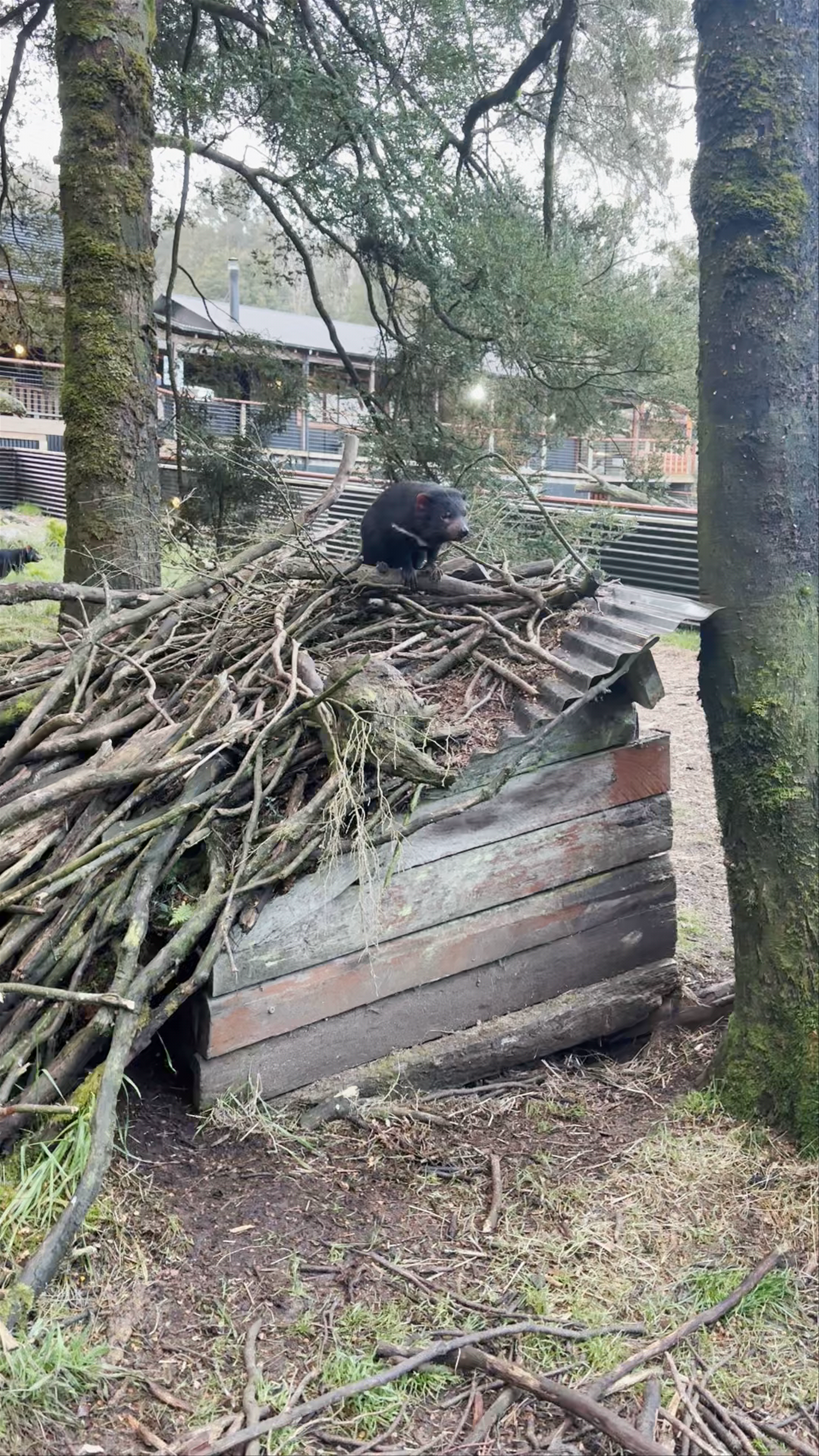 Up Close with Tasmanian Devils at Cradle Mountain