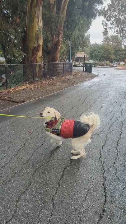 Freakin Pawsome - Pet Training Near Me