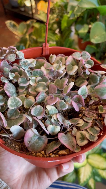 Plantae - Well priced rare plants! - Nurseries & Gardening Near Me - Flagstaff, Arizona