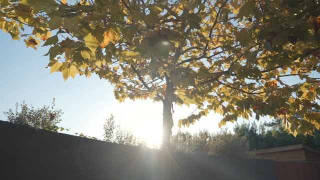 Beautiful forest in Autumn