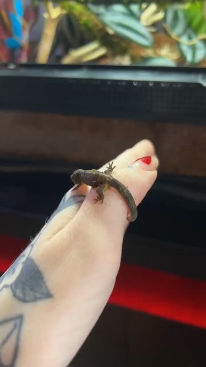 Predator's Reptile Center - you can see his hip bones and how skinny he was here. - Pet Stores Near Me - Mesa, Arizona