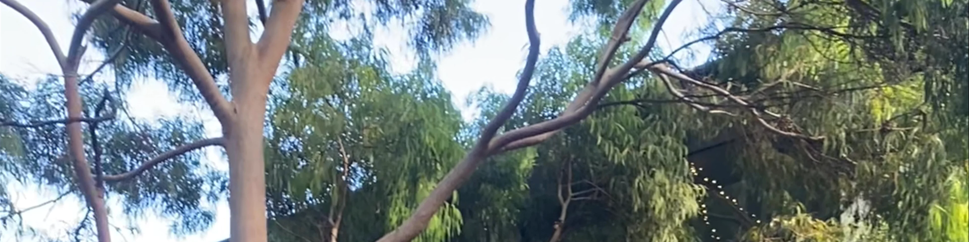 Adelaide Zoo