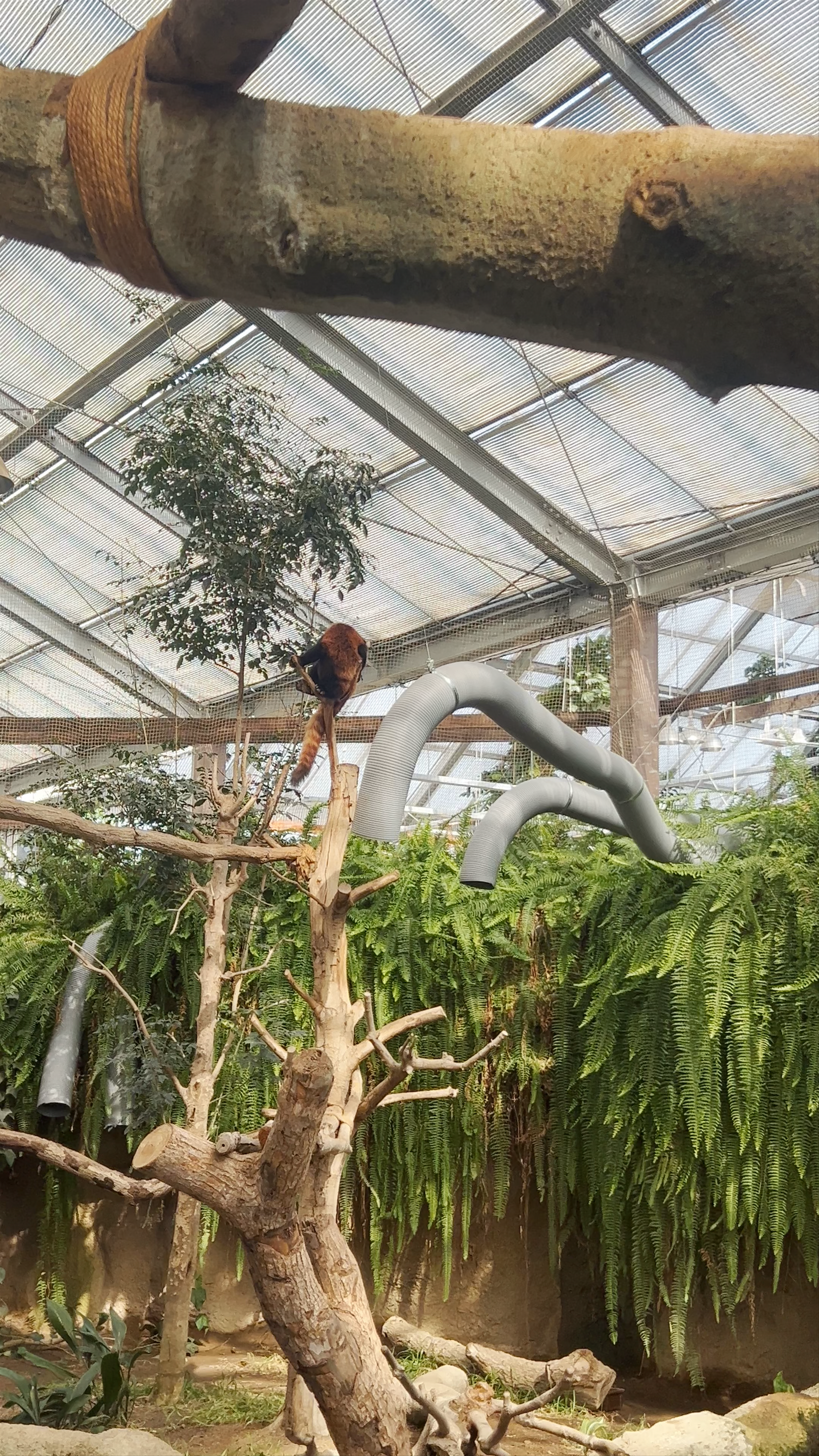 Asian Forest