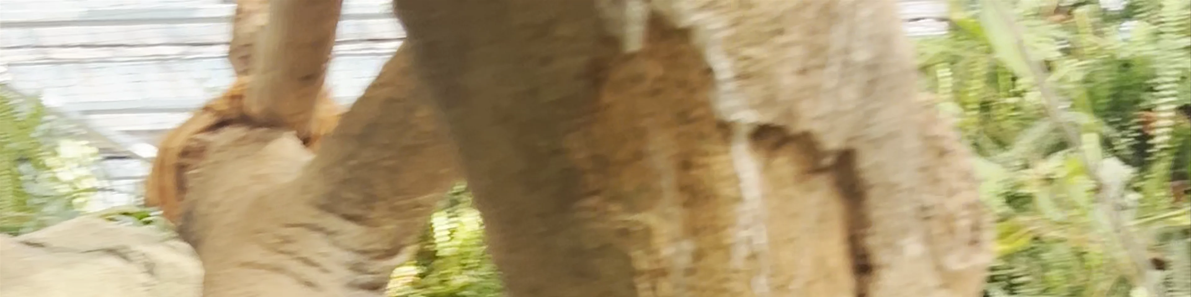 Asian Forest