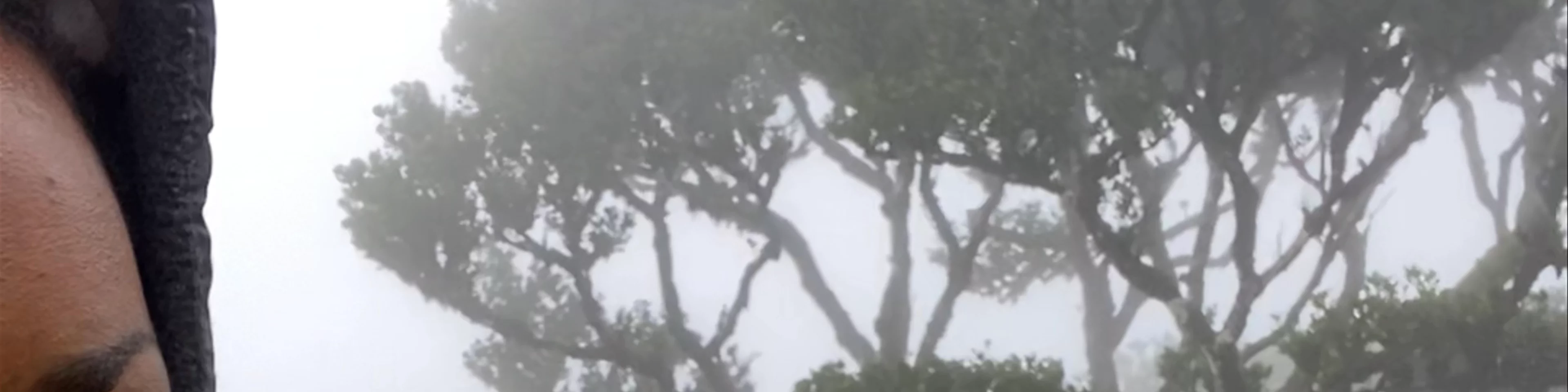 Fanal Forest