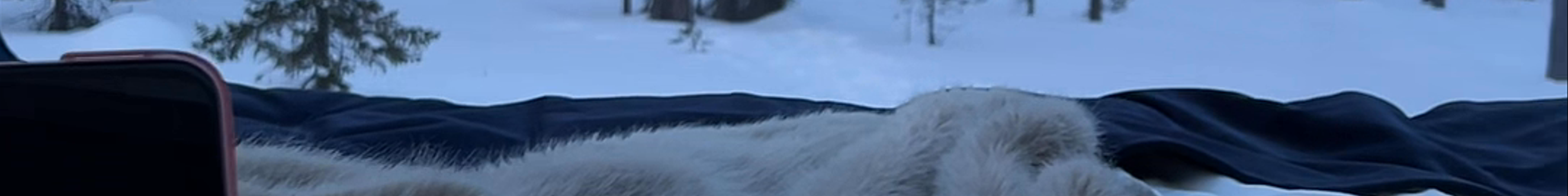 Tours & experiences in Rovaniemi