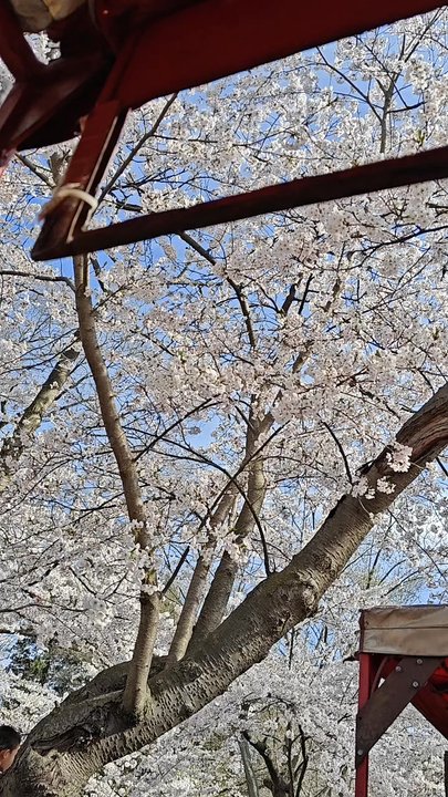 High Park - cherry blossoms on the trackless train - Parks Near Me - Toronto, Ontario