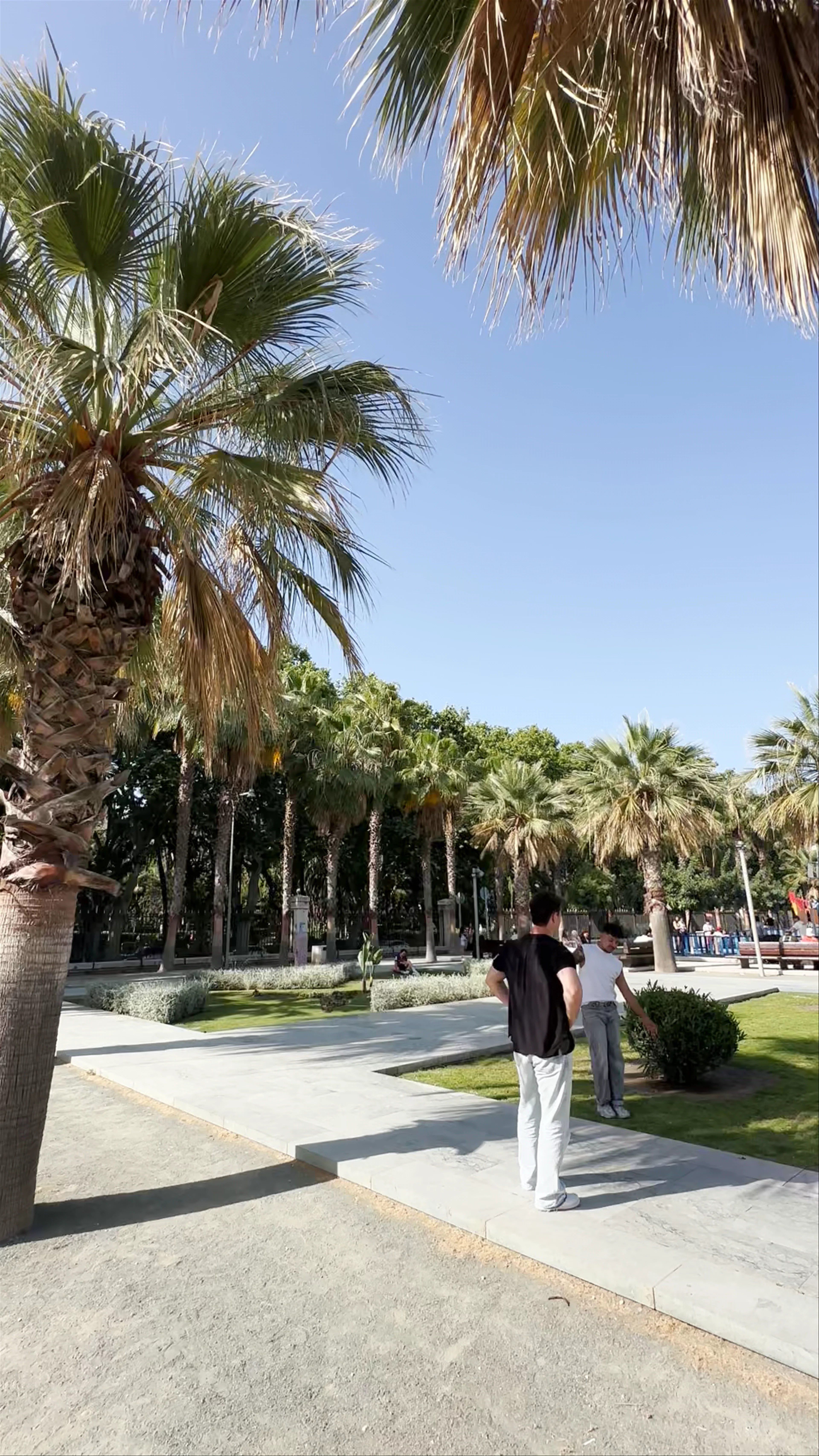 Palmeral de Las Sorpresas