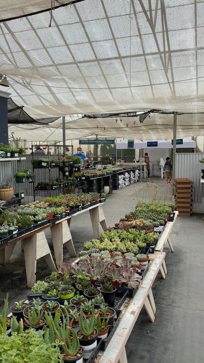 succulents plants for sale Echeveria Mexicana main image 1