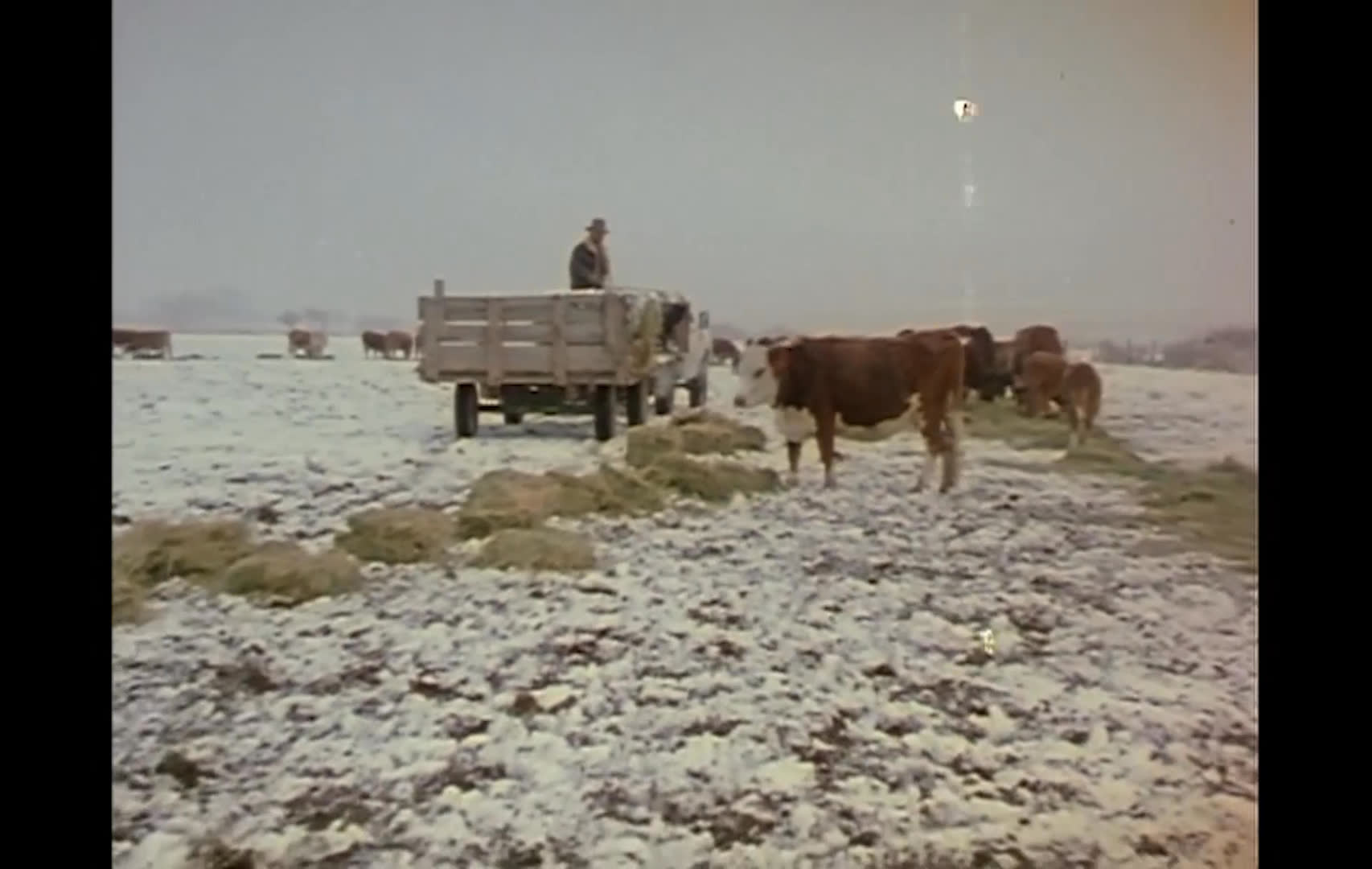 A farmer breaks apart hay on a loaded wagon while cattle feed across a snow-covered ranch. He then drives a tractor past the farmhouse as winter weather bears down on the rural landscape, reflecting the hardships of ranch life described in the narration.