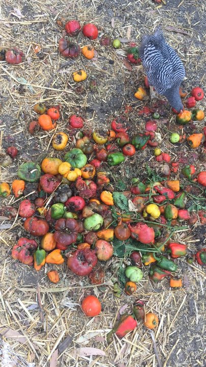 Coastal Roots Farm - Chicken' - Farmers Market Near Me - Encinitas, California