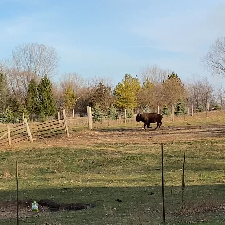 Lester's Bison Farm - Farmers Market Near Me - Salem, Wisconsin