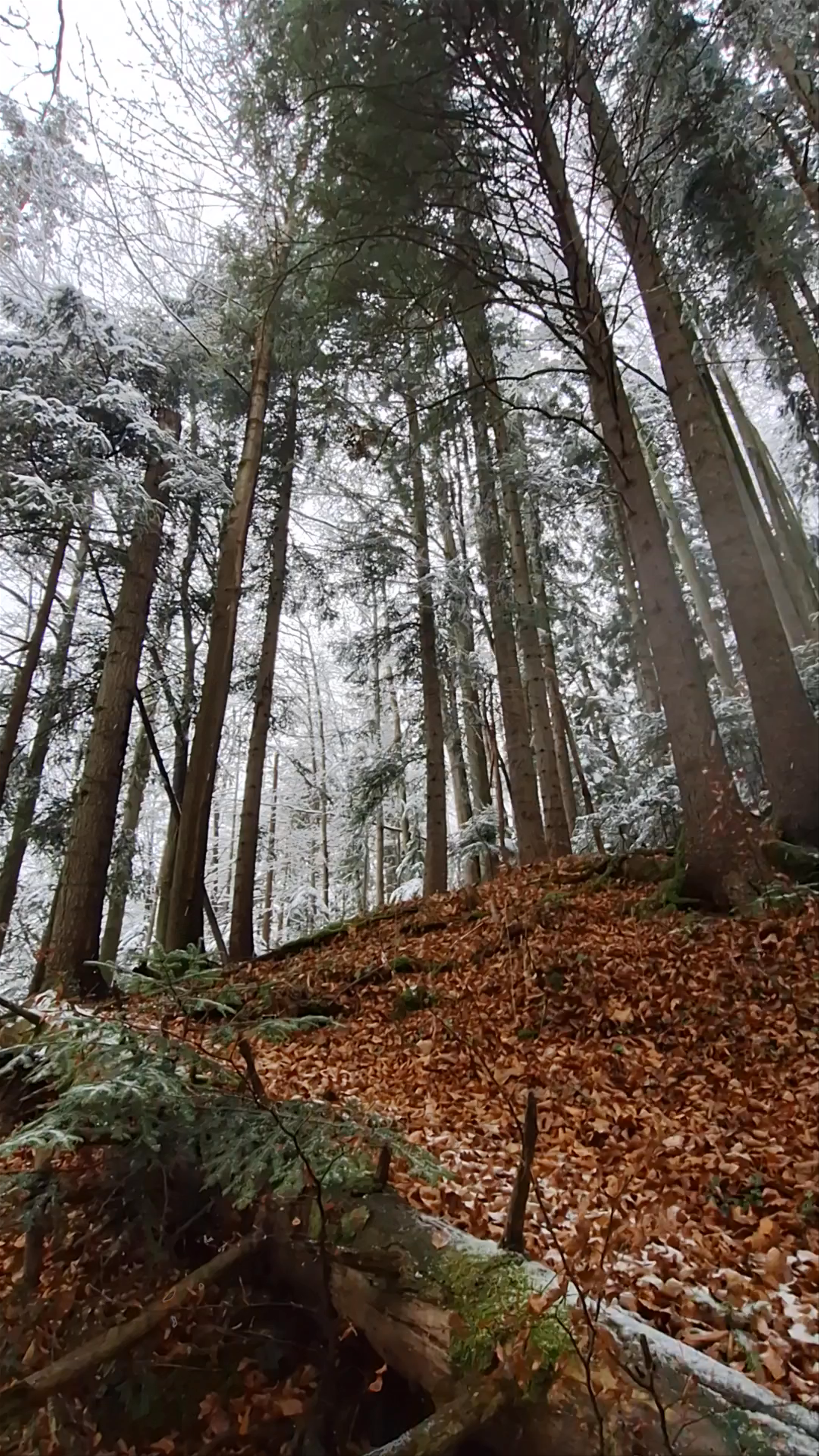 Winter Serenity in the Tatras Mountains Forest