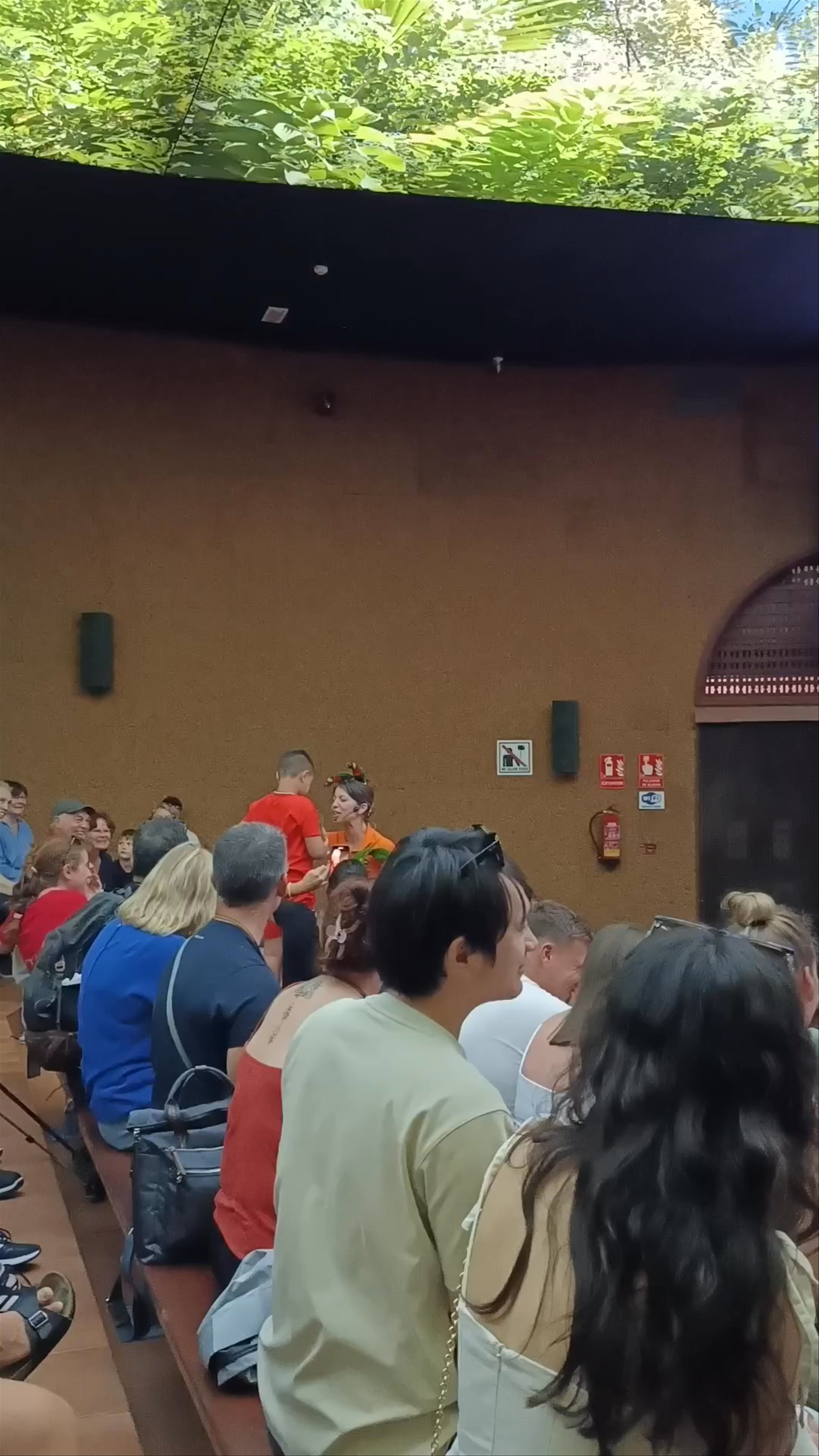 Loro Show at Calle Teide, Puerto de la Cruz – Canary Islands Bird Performance