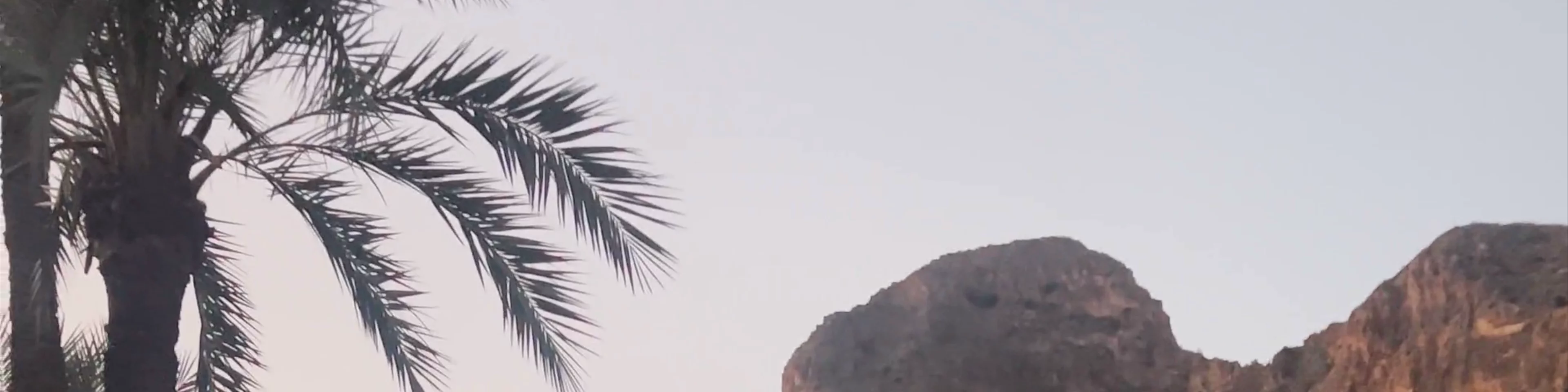 Palmeral de Orihuela