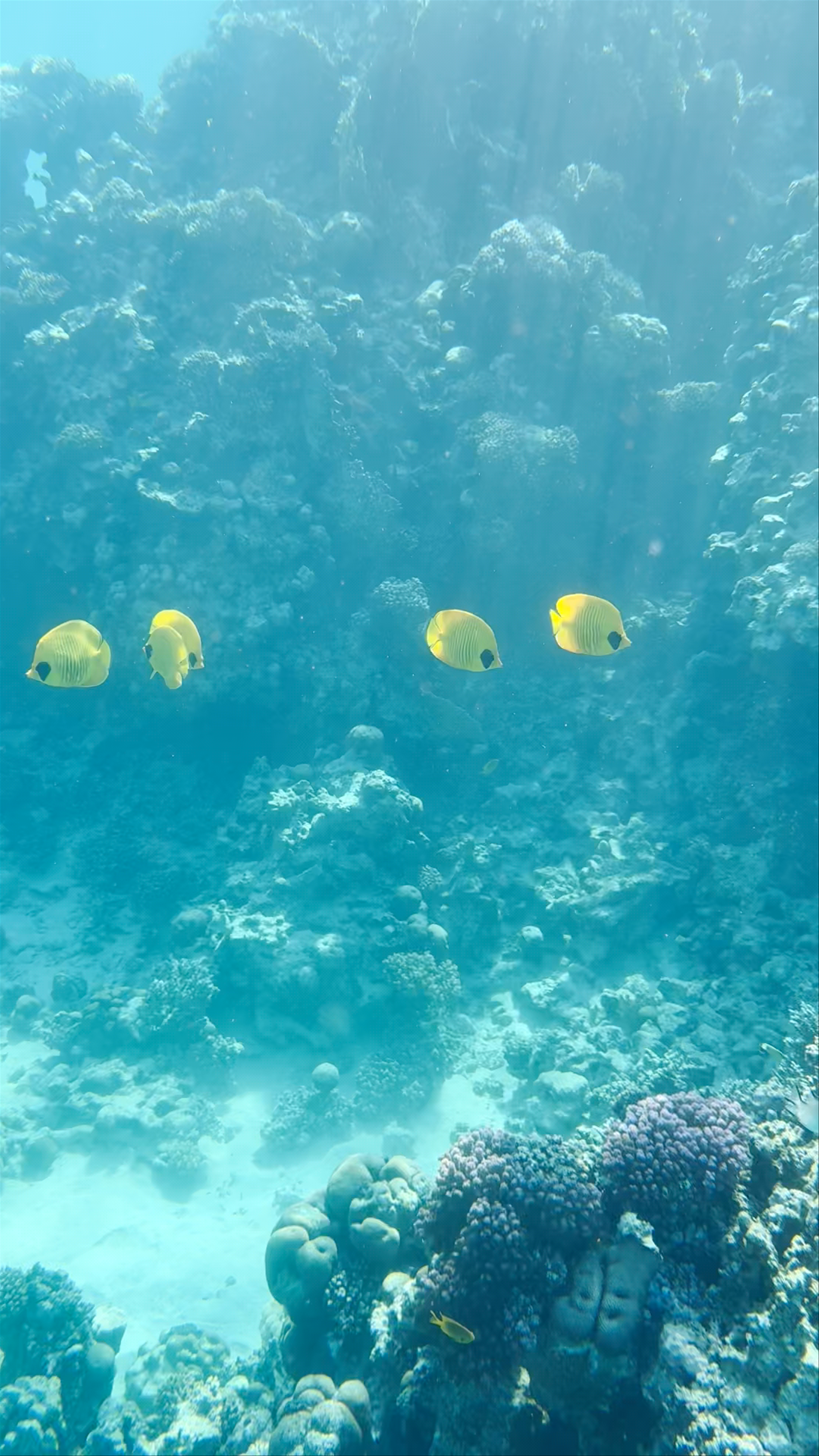 Underwater Wonders at Reef Oasis Dive Jetty, Sharm El Sheikh