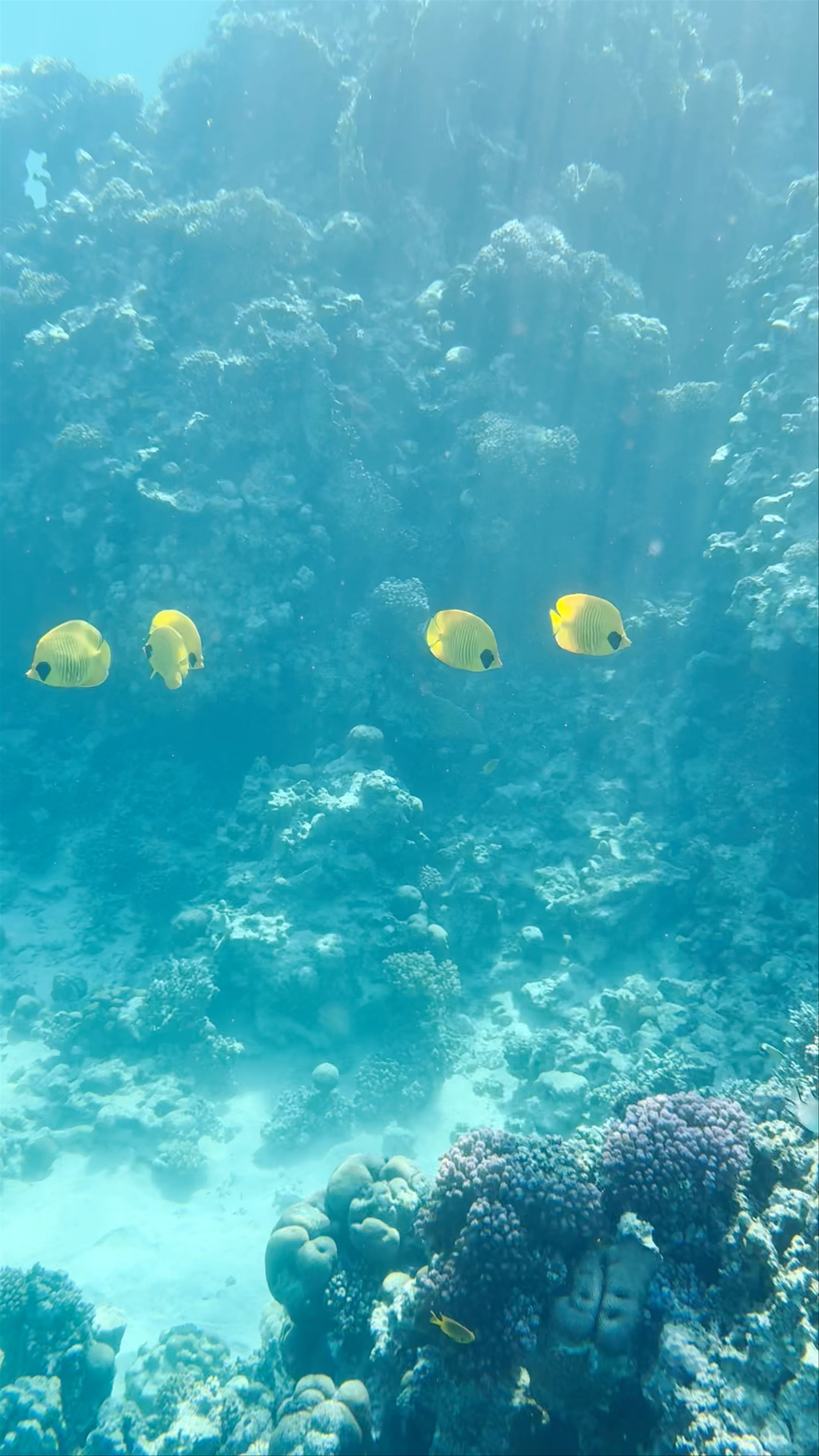 Reef Oasis Dive Jetty, Sharm El Sheikh