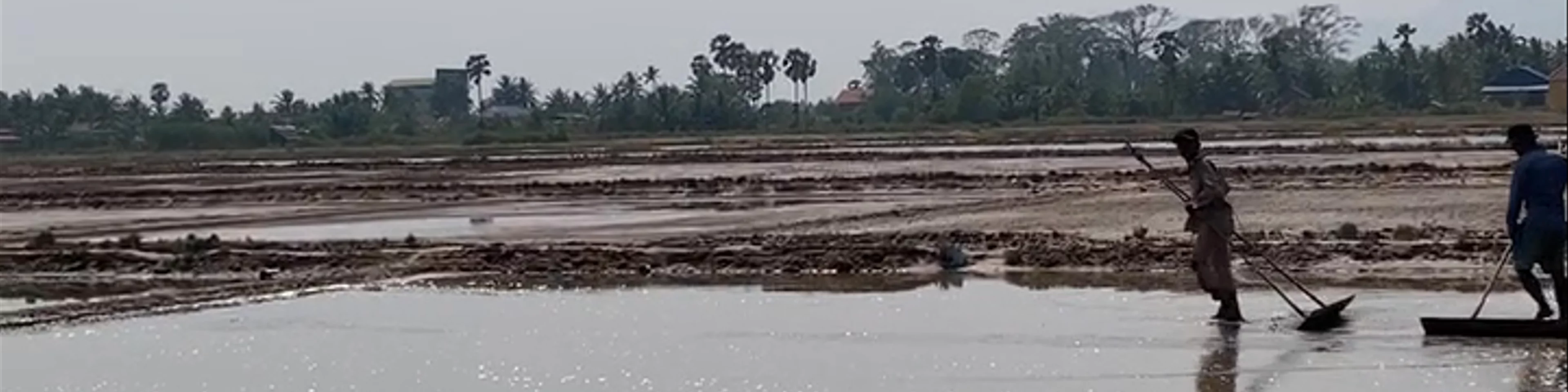 Salt fields