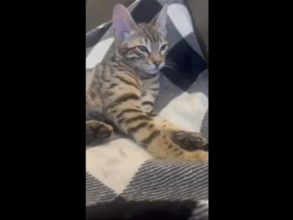The Kitten Spot - Kneading some dough - Pet Breeders Near Me