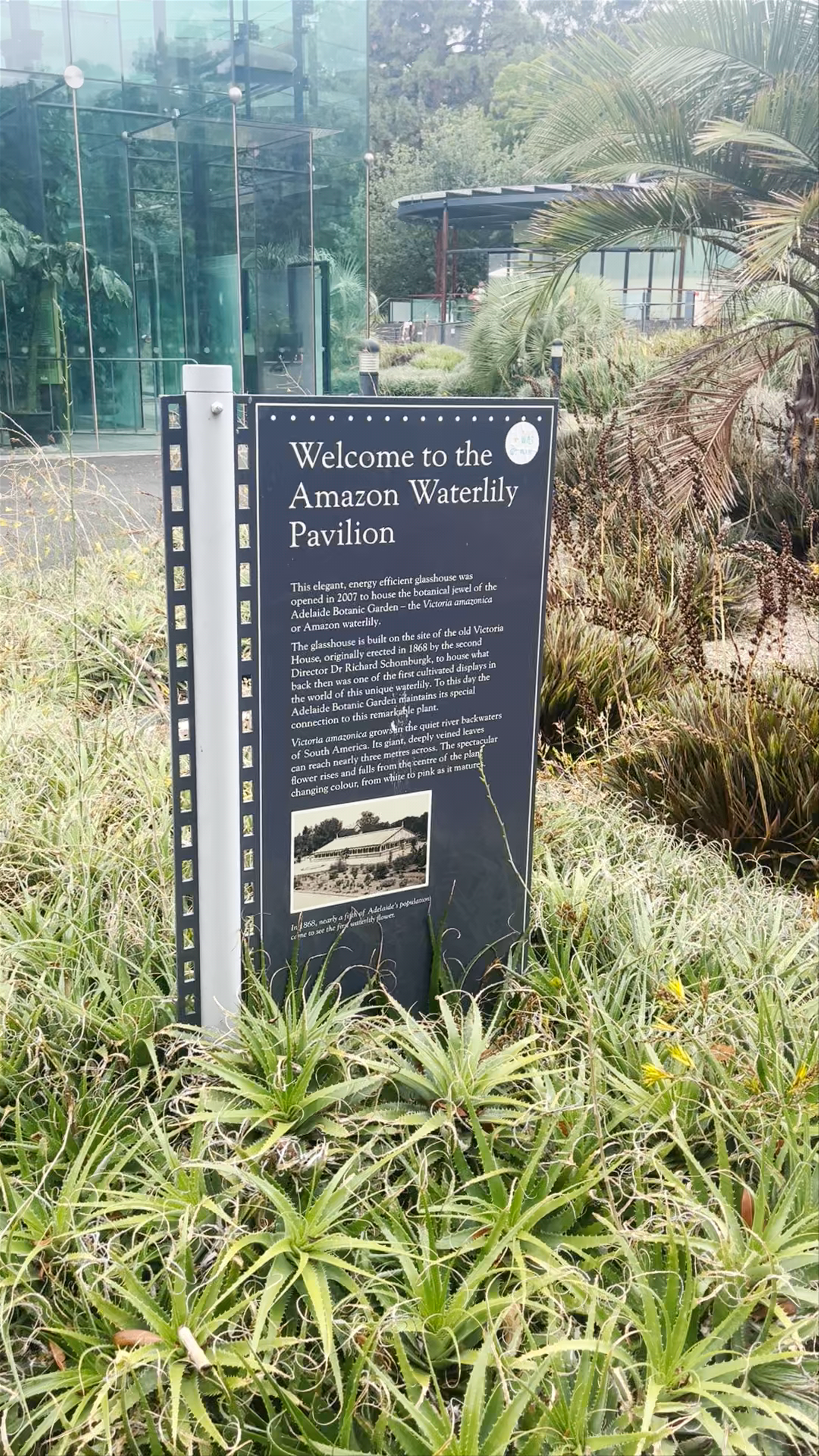 Amazon Waterlily Pavilion