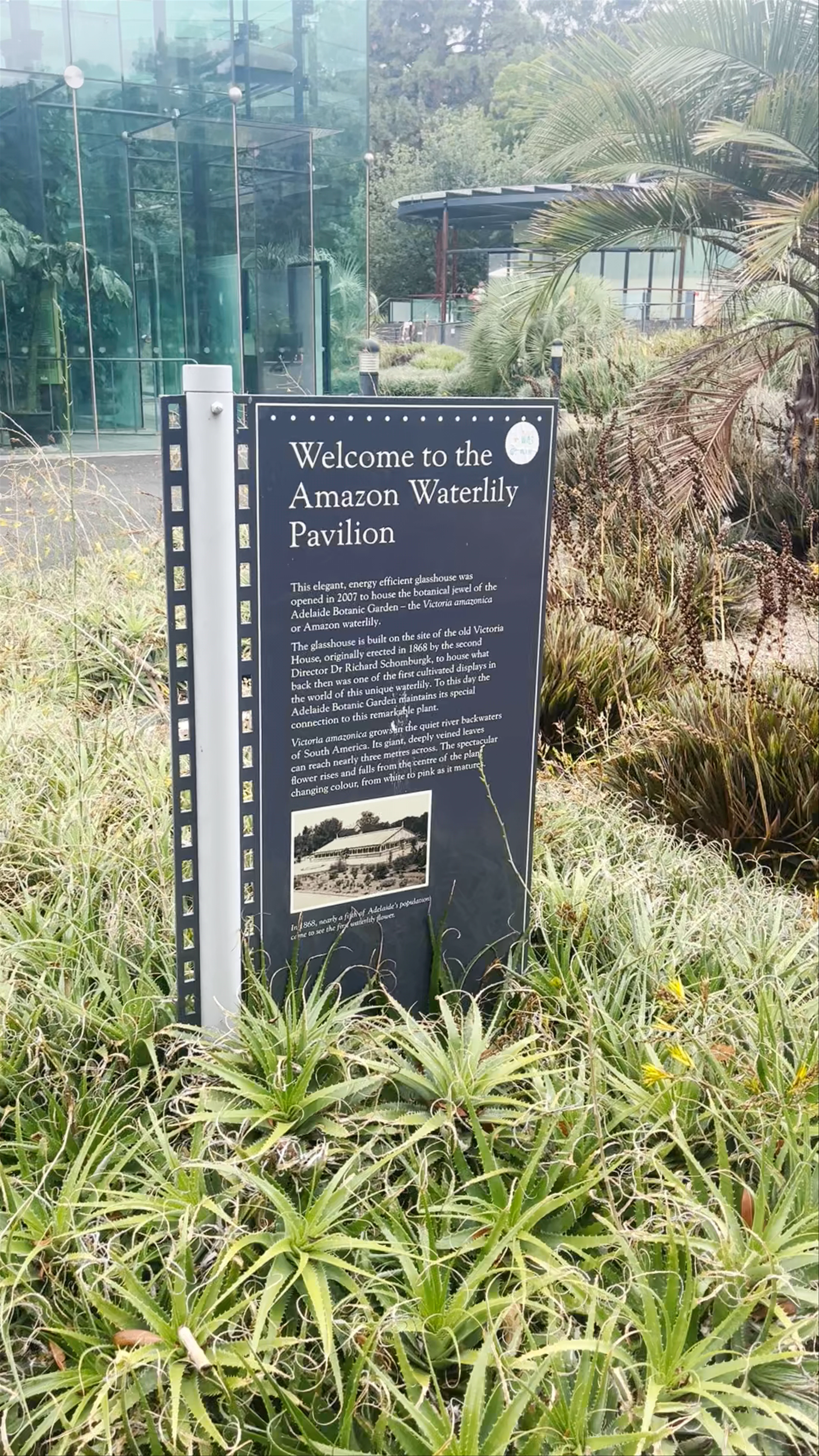 Amazon Waterlily Pavilion