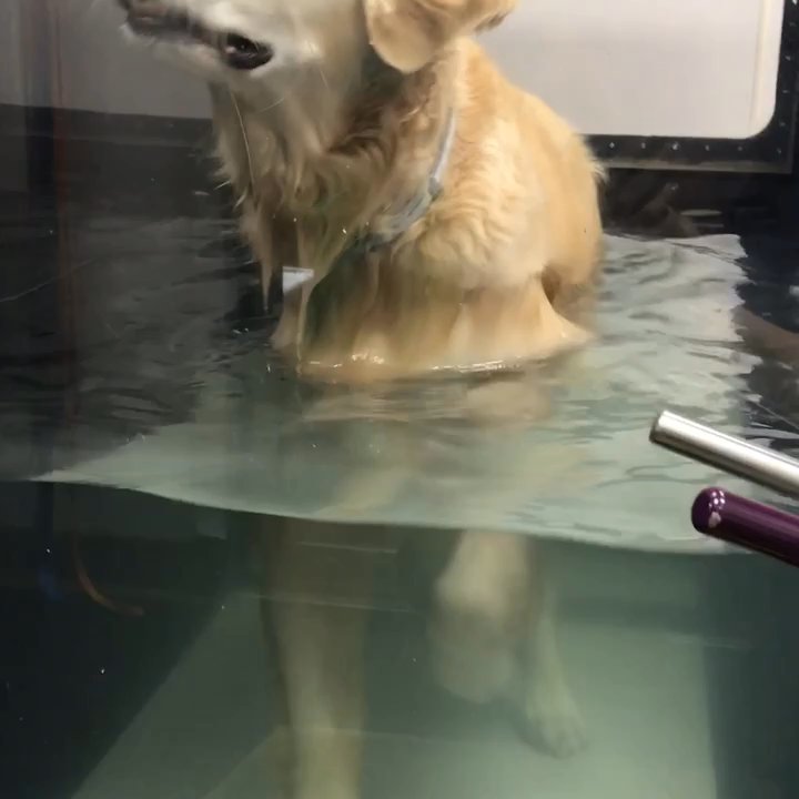 Sumner Veterinary Hospital - Hydrotherapy for a knee injury using the underwater treadmill - Veterinarians Near Me - Sumner, Washington
