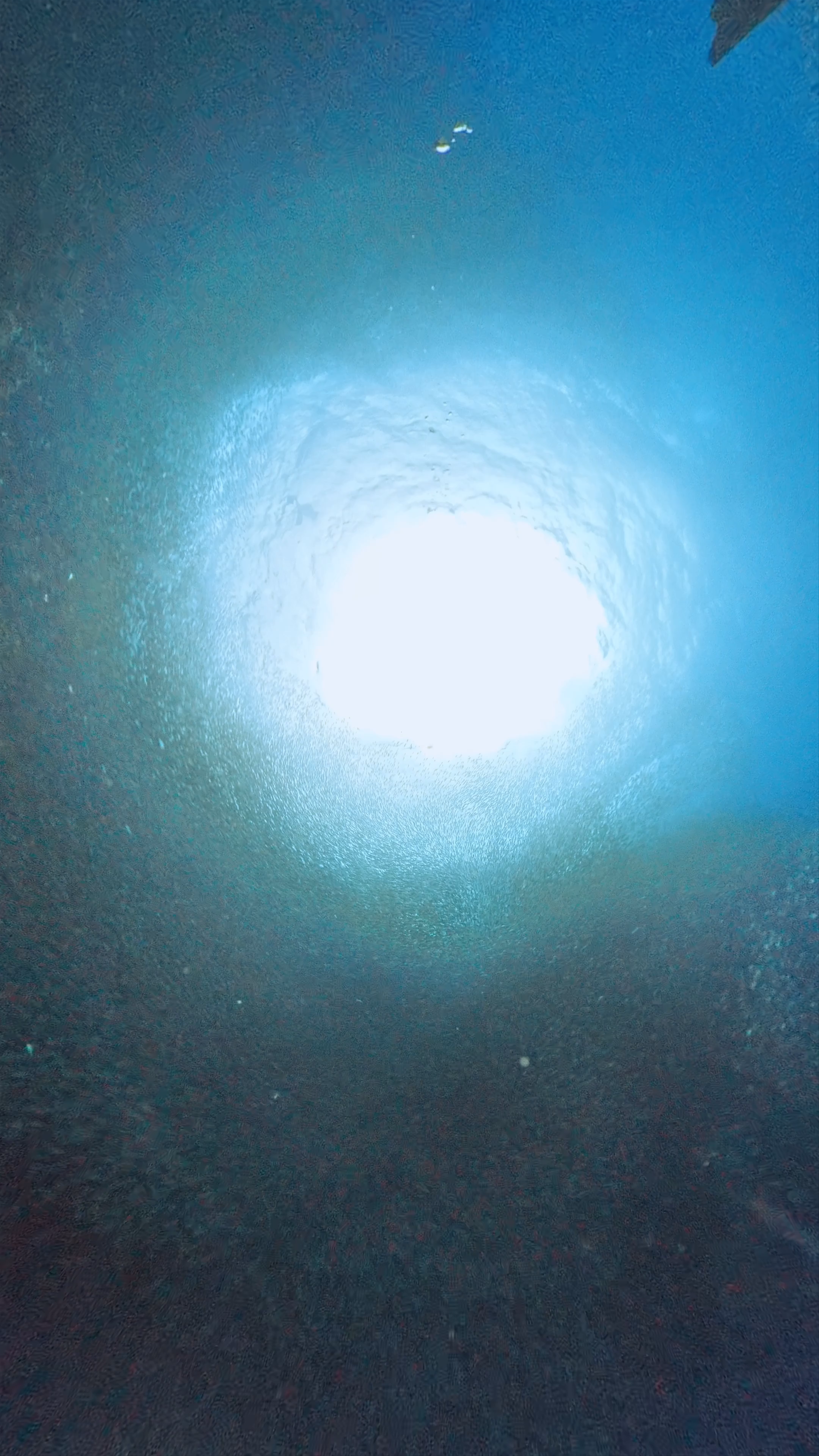 Moalboal Sardines Run