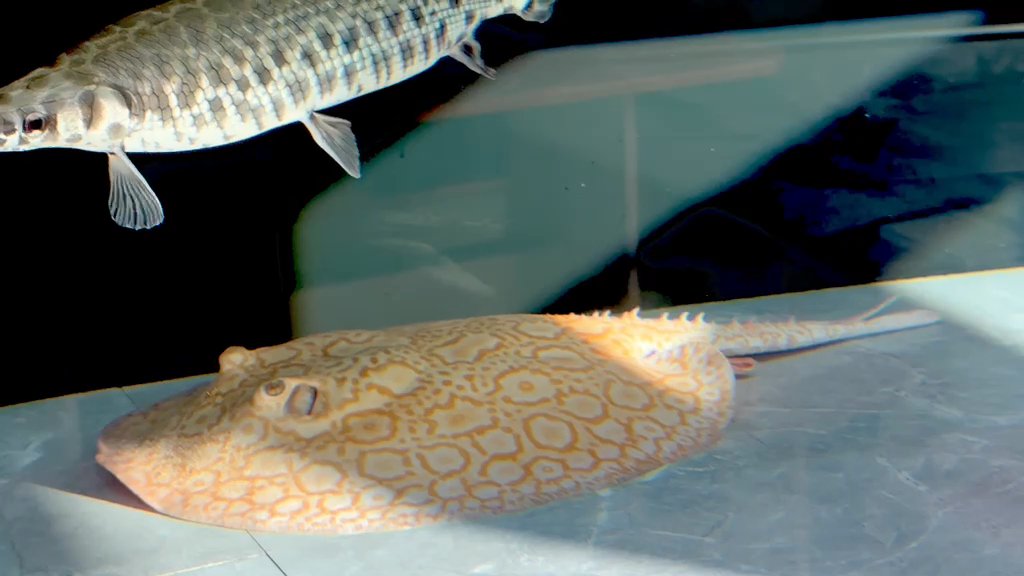 Black diamond stingray