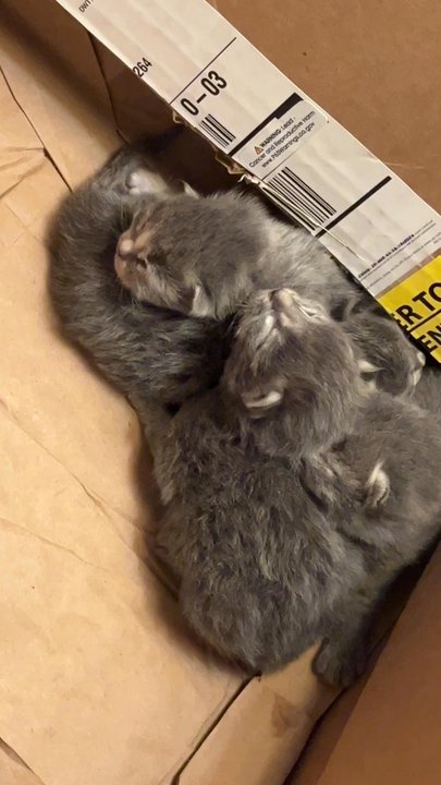 The Home Depot - Kittens left to die - Hardware Stores Near Me - Indio, California