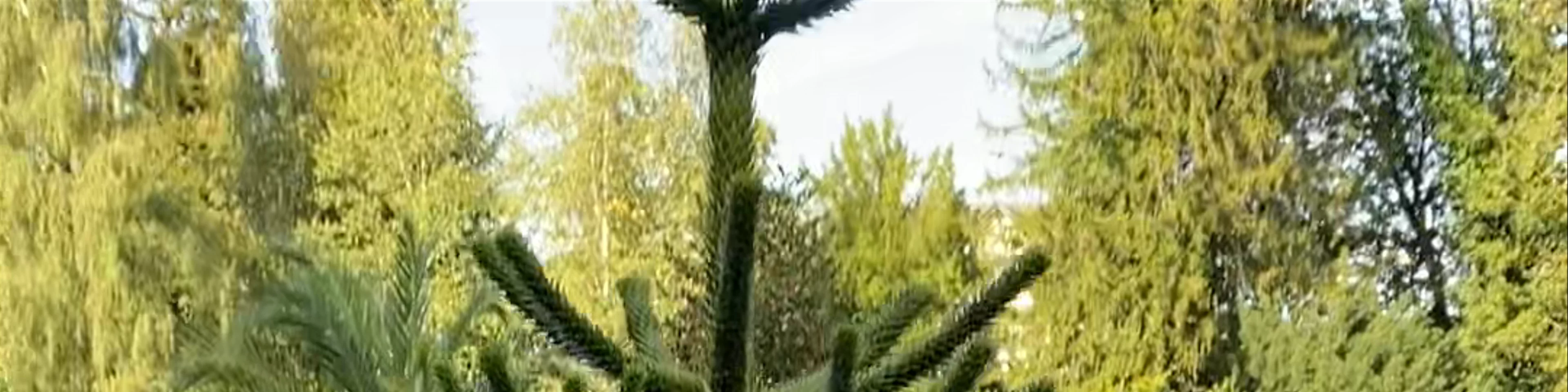 Botanical Garden