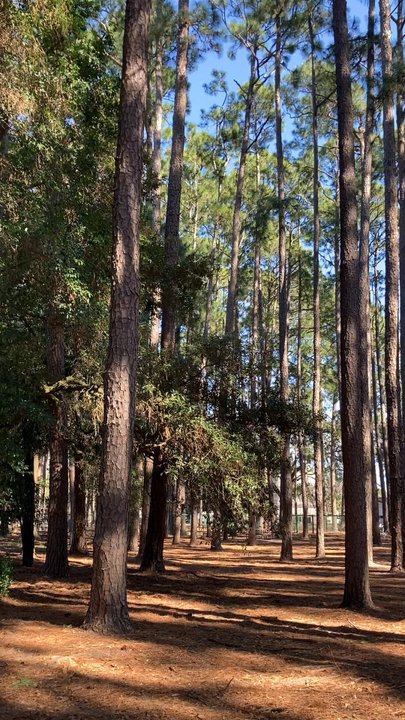 Daffin Park - Beautiful trees - Dog Parks Near Me - Savannah, Georgia