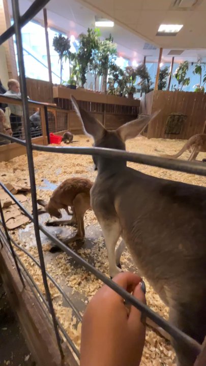 Sustainable Safari - Petting Zoos Near Me - Maplewood, Minnesota