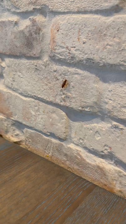 Baresco - The La Cucaracha walking in the wall at the booth table where I sat! - Mexican Near Me - Pompano Beach, Florida