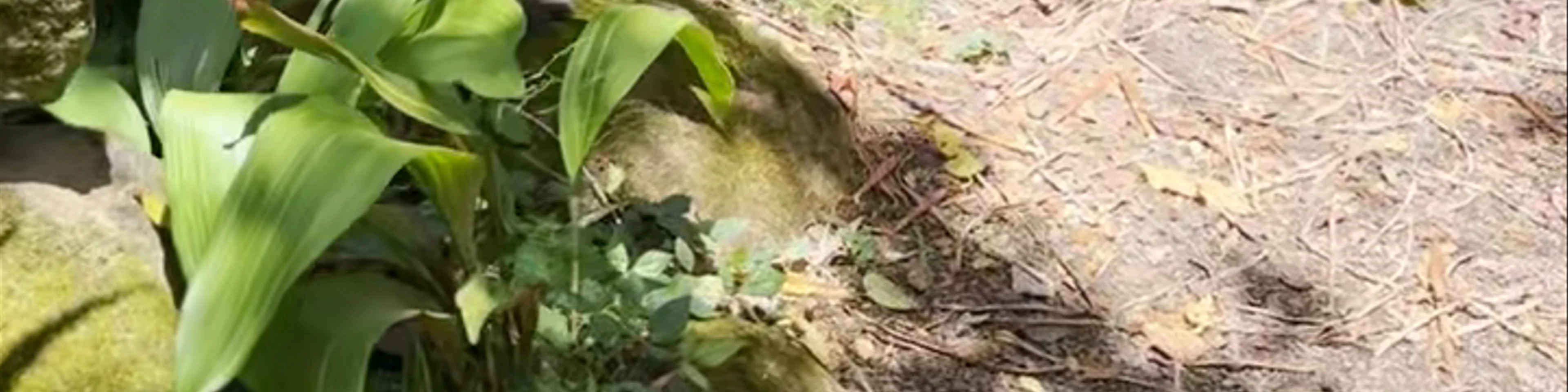 Waimea Valley