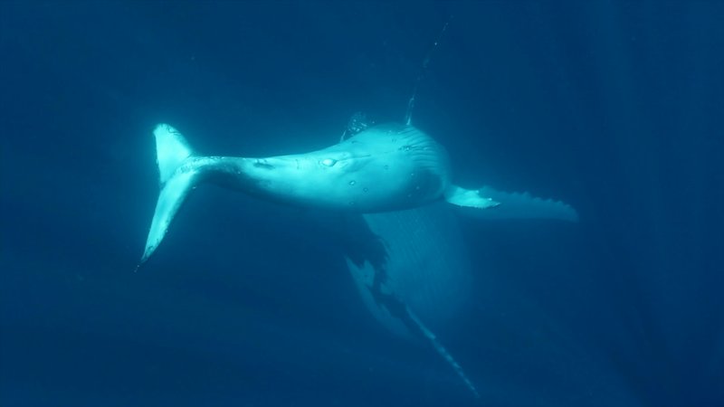 Humpback Whale Mother and Calf poster