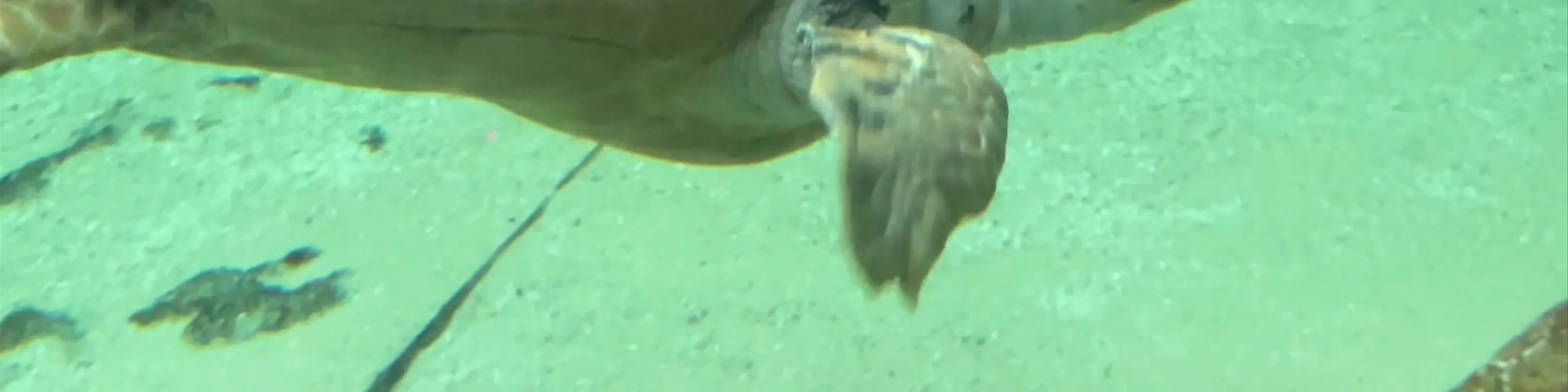 Aquarium