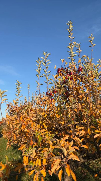 Masker Orchards - October 2023 - Fruits & Veggies Near Me - Warwick, New York