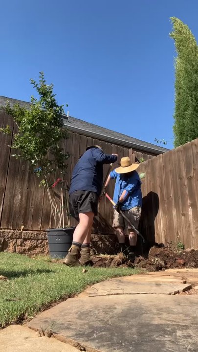 Happy Trees - Crape Myrtle install - Tree Services Near Me - Oklahoma City, Oklahoma