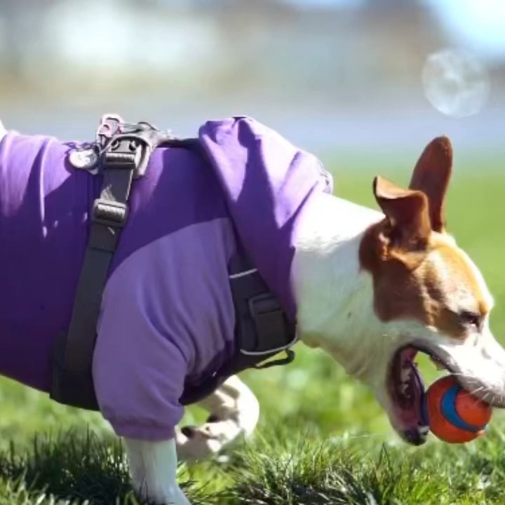 Mill Valley Dog Run - Amazing park for your pup! - Dog Parks Near Me - Mill Valley, California
