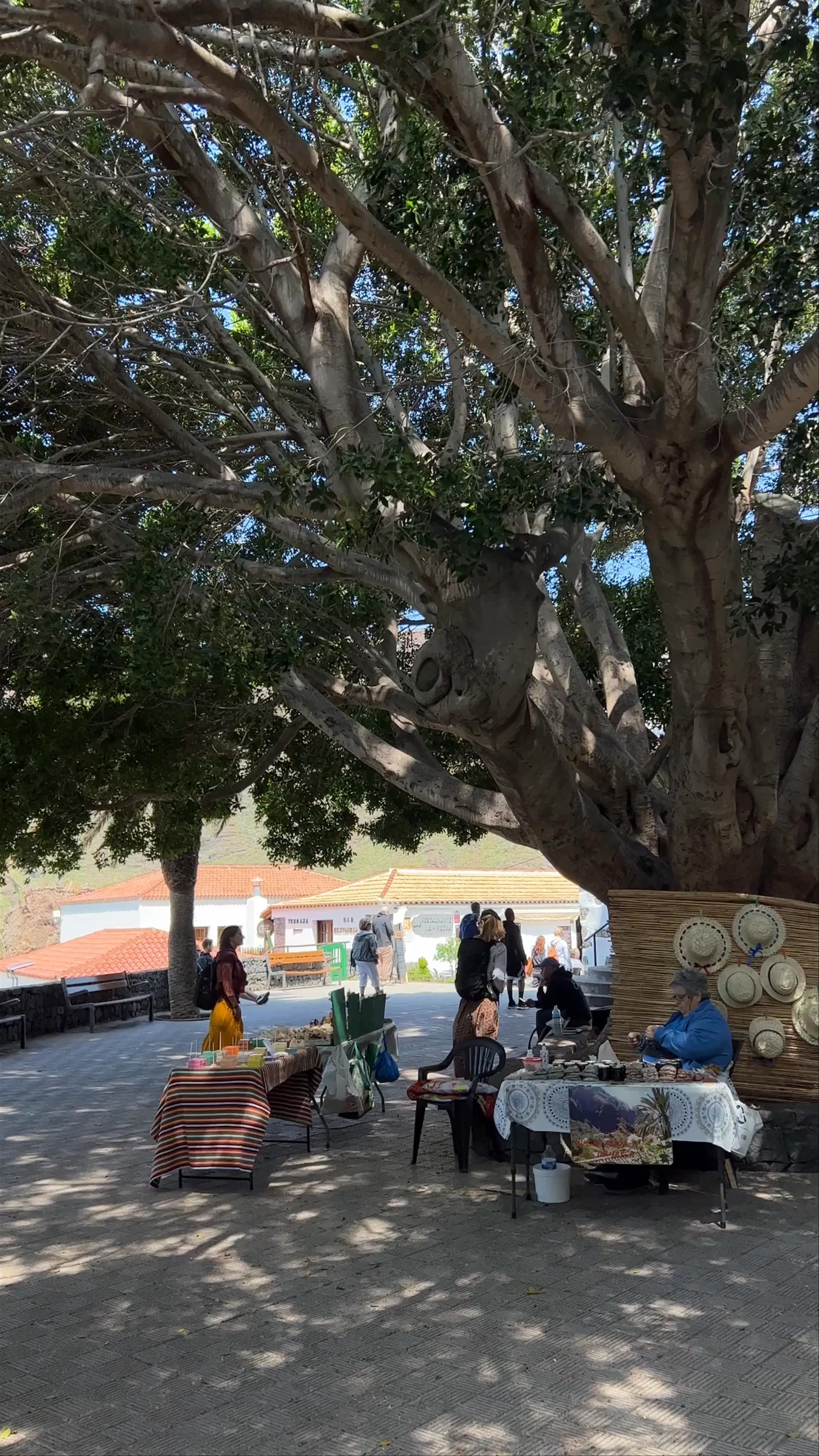 Plaza de Masca: A Charming Market Under the Ancient Tree in Canary Islands