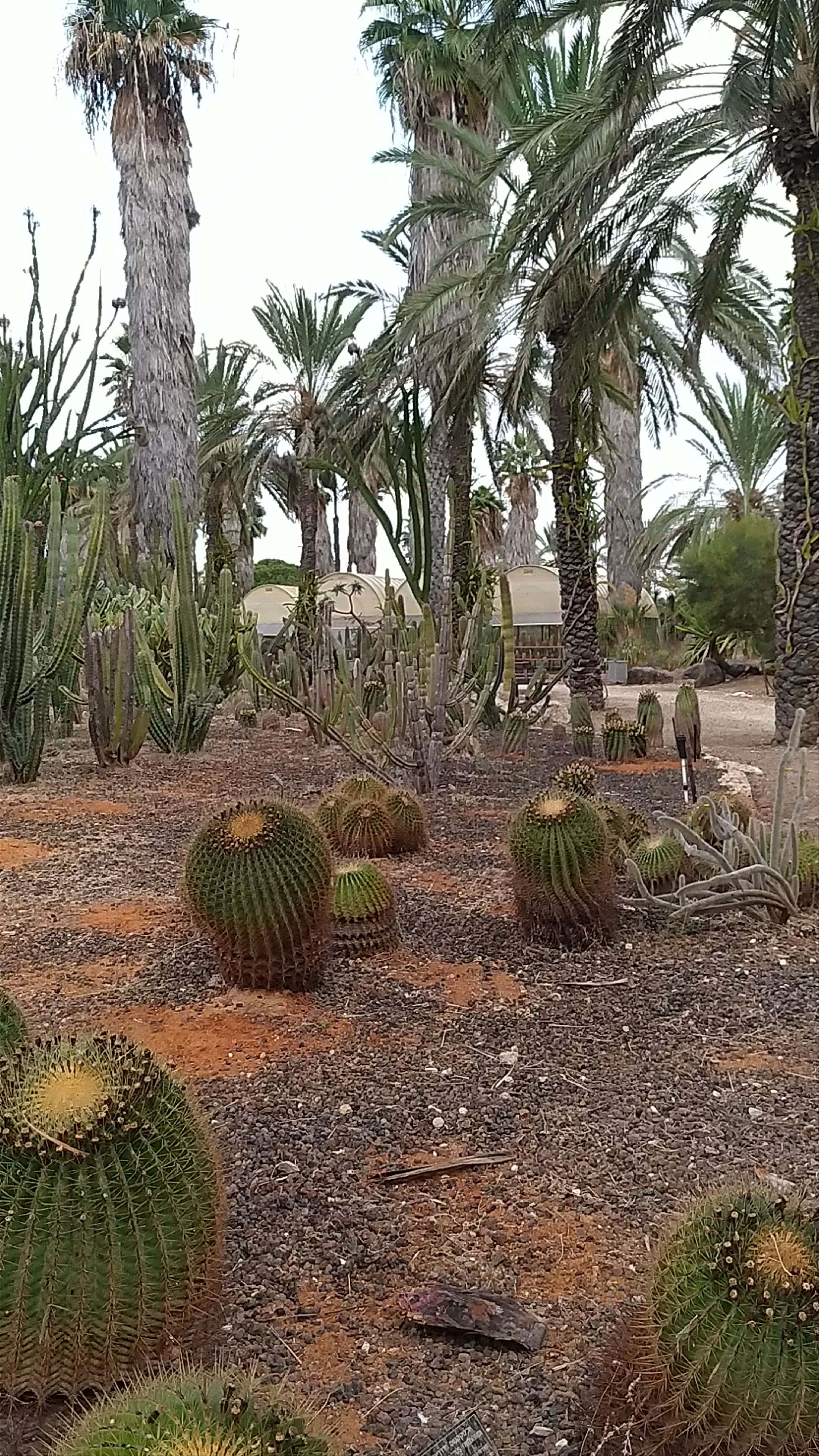 The Cactus Garden in Tel Aviv