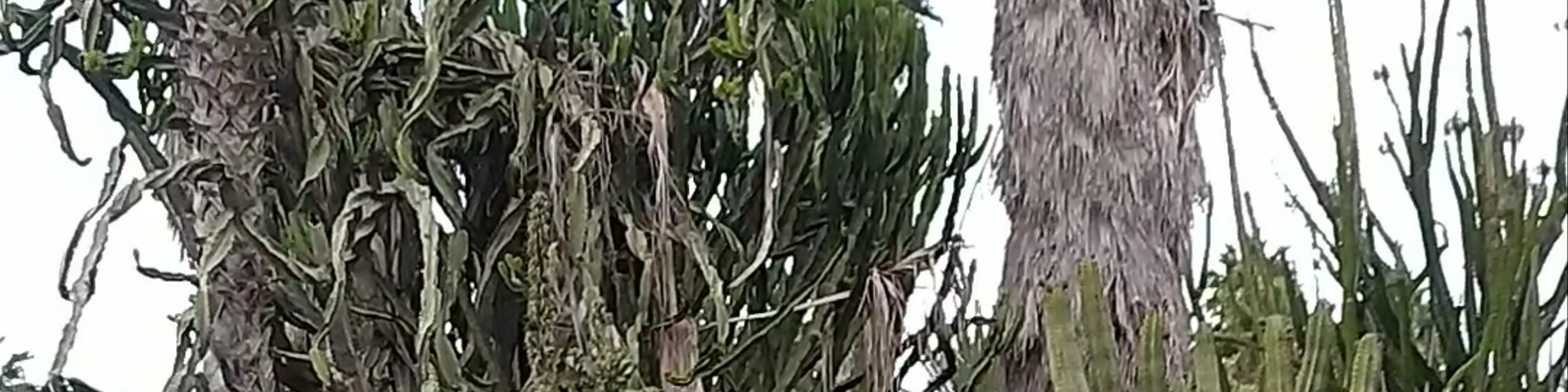 The Cactus Garden in Tel Aviv