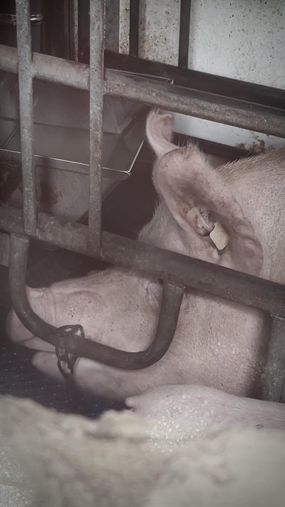 Weekend van het Varken