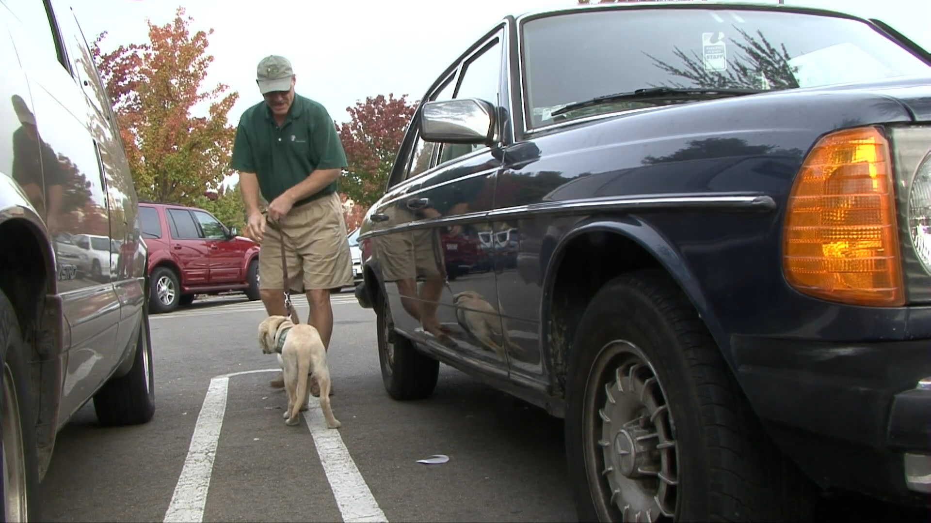 A handler prepares a young Labrador retriever for public access by completing a veterinary examination before practicing walking on a leash in an outdoor parking lot and entering a commercial building.
