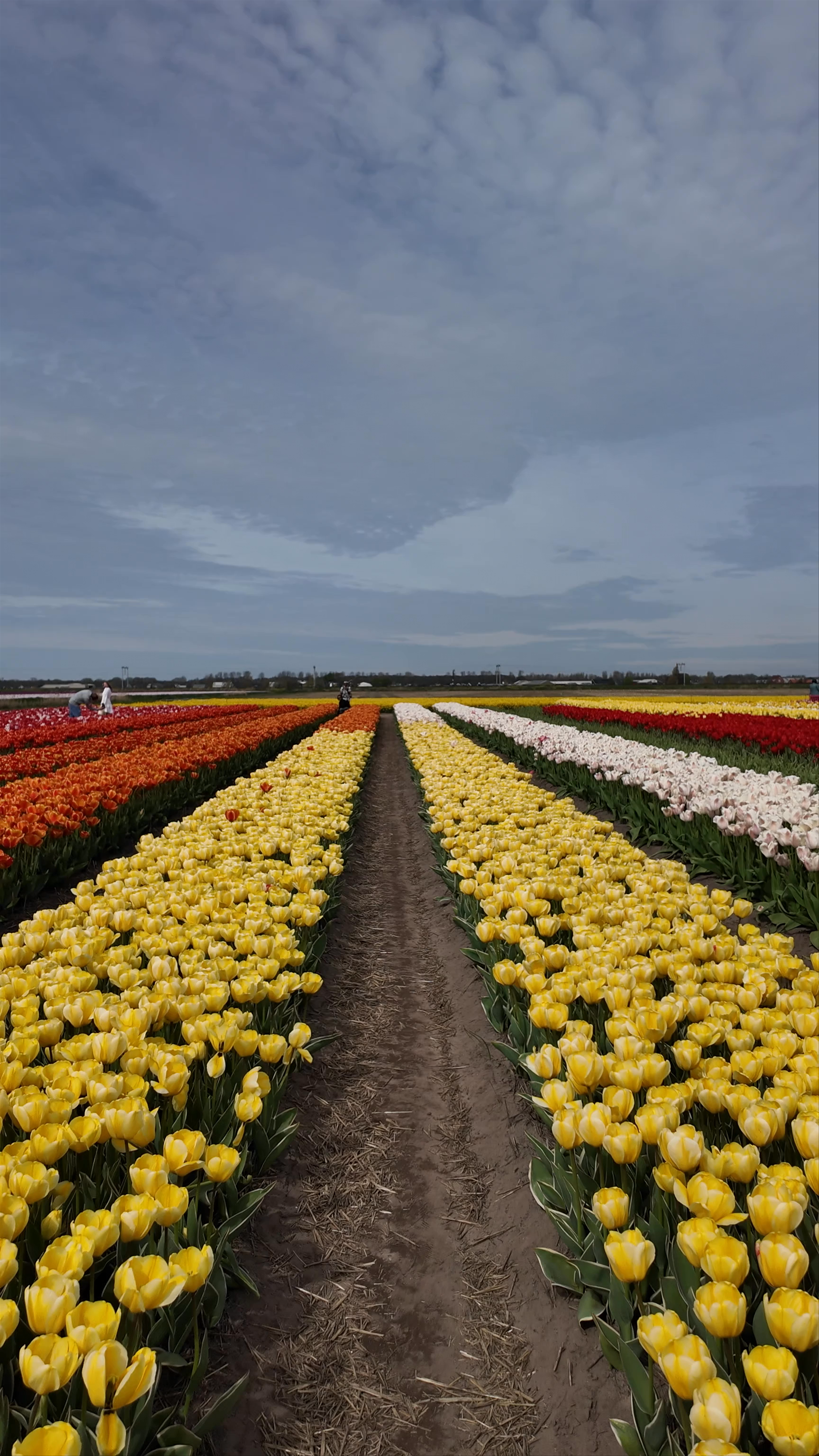 The Tulip Barn