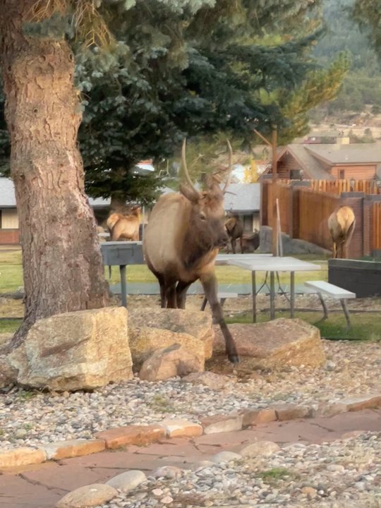 Murphy's Resort - Resorts Near Me - Estes Park, Colorado