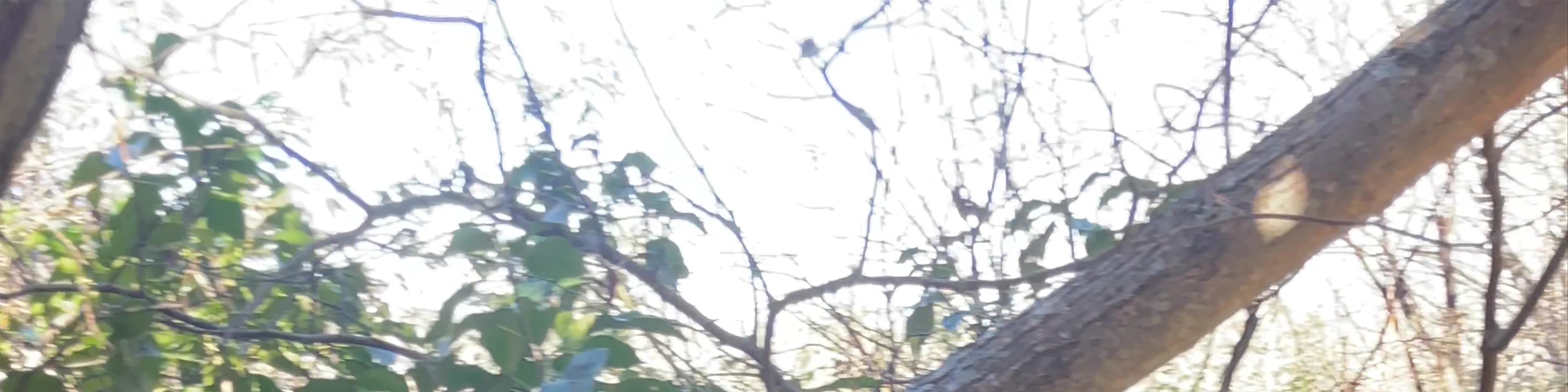 El Bosque Encantado